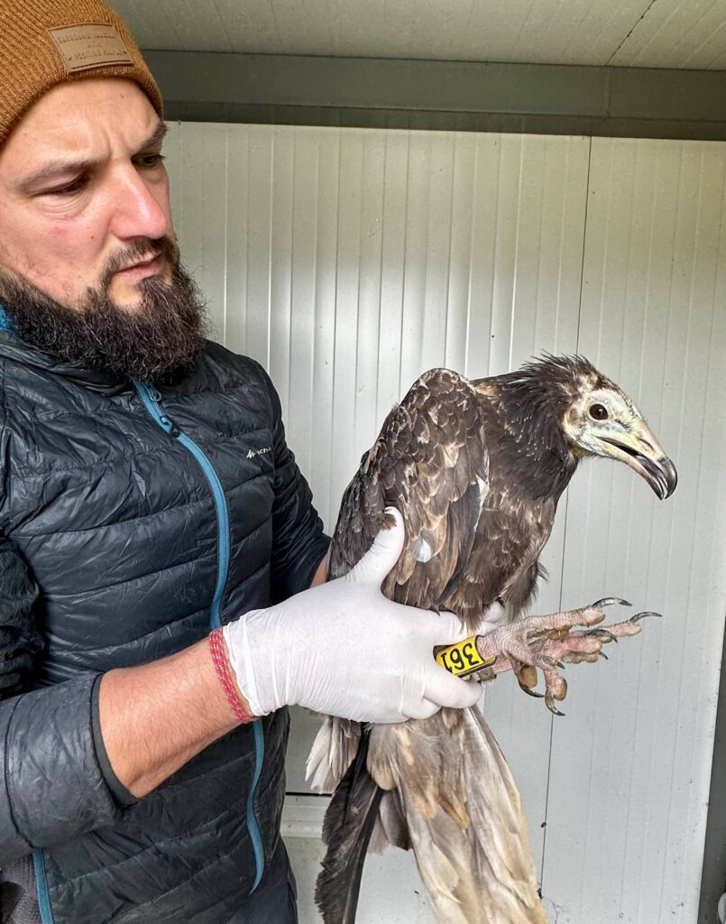 بلغاريا تتهم اليمن بتسميم كوشكا!