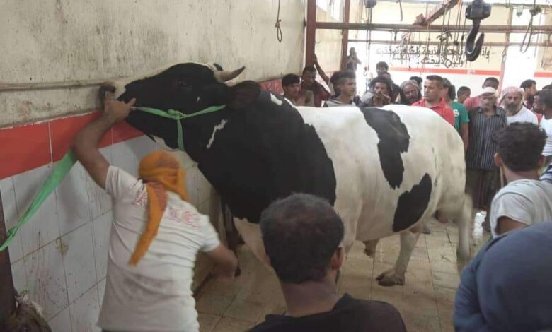 ذبح ثور عملاق هو الاكبر في اليمن (صور)